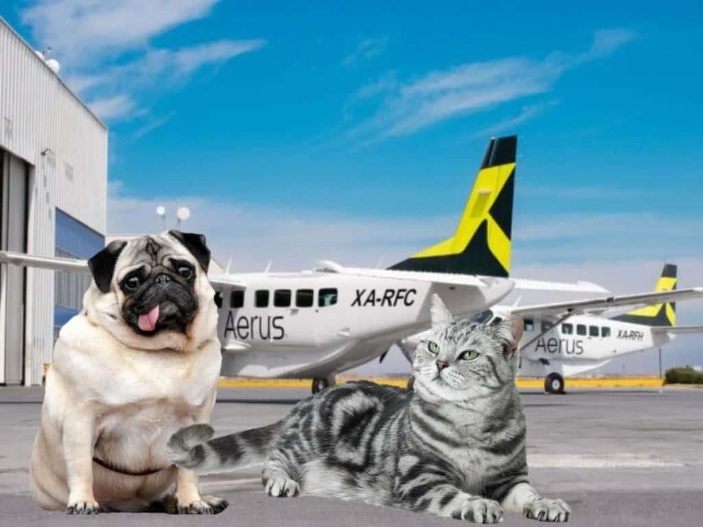 Aerus: ¿puedo viajar con mi mascota? Esto debes saber