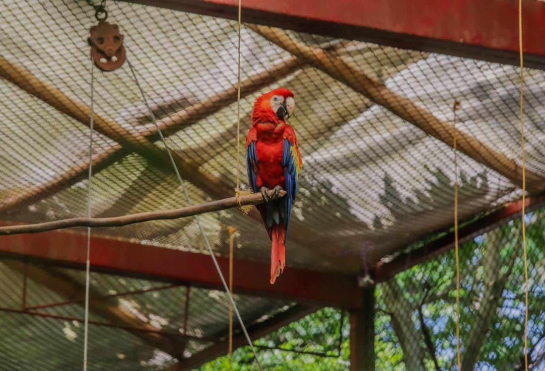 Liberan a guacamayas rojas nacidas dentro del Aquarium del Puerto de Veracruz