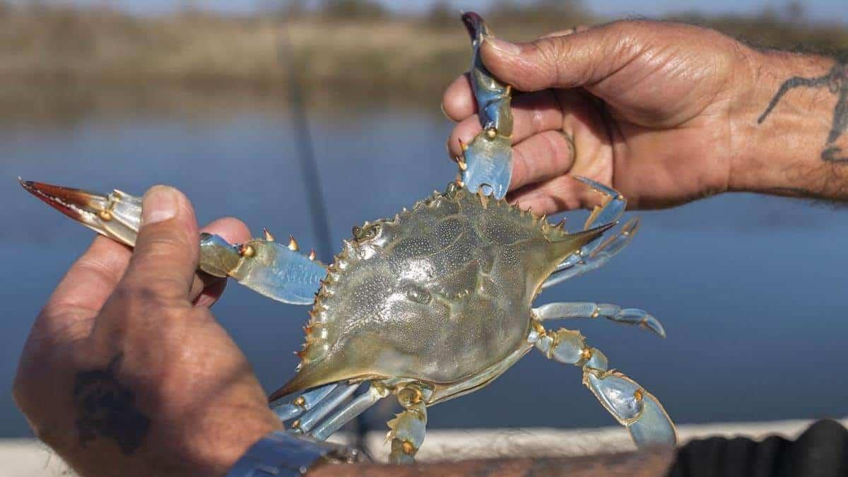 "Estamos desapareciendo el cangrejo azul en Veracruz", lanza alerta ambientalista