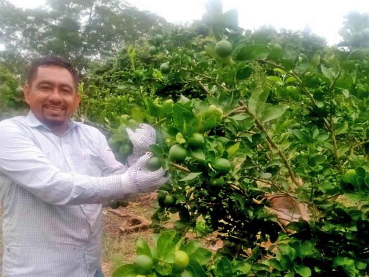 Productores de limón de Misantla enfrentan crisis por bajos precios