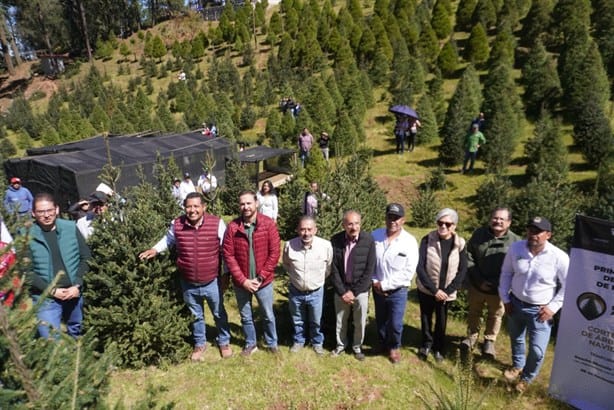 Se aproxima la Navidad; aquí ya puedes encontrar tu pino en Las Vigas