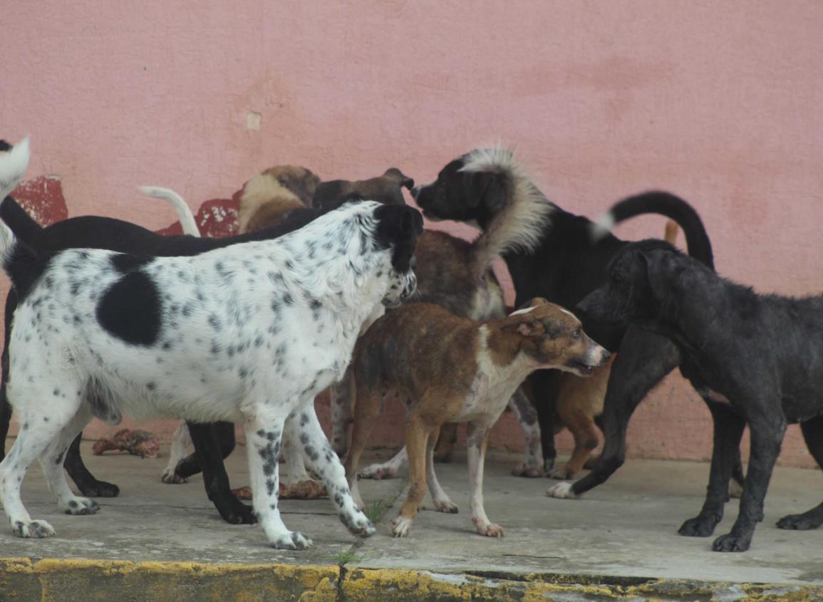 Reproducción de perros callejeros sin ningún control, hace falta la esterilización de animales