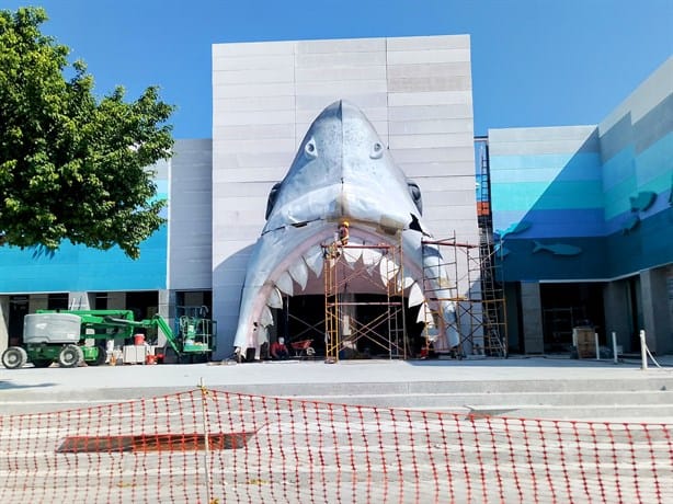 Queda instalada la cabeza de tiburón en el acuario de Veracruz 