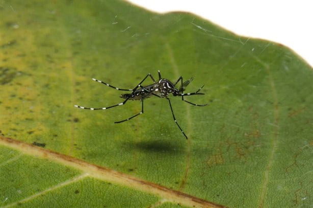 SESVER niega brote de mosquito del dengue tras pasadas inundaciones en Veracruz y Boca del Río