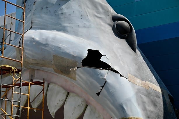 Así avanza la colocación de la cabeza de tiburón y rehabilitación en el acuario de Veracruz