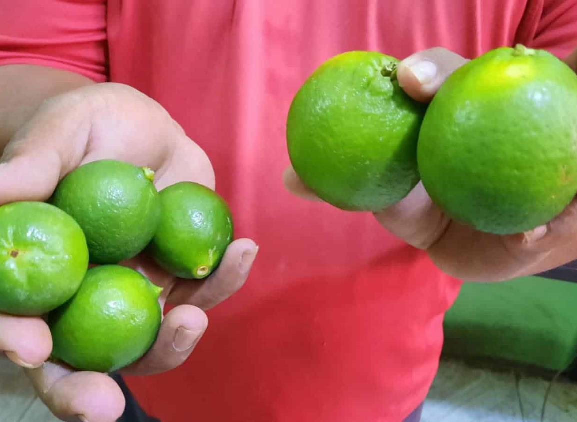 Comienza a disminuir precios del limón en mercados de Agua Dulce