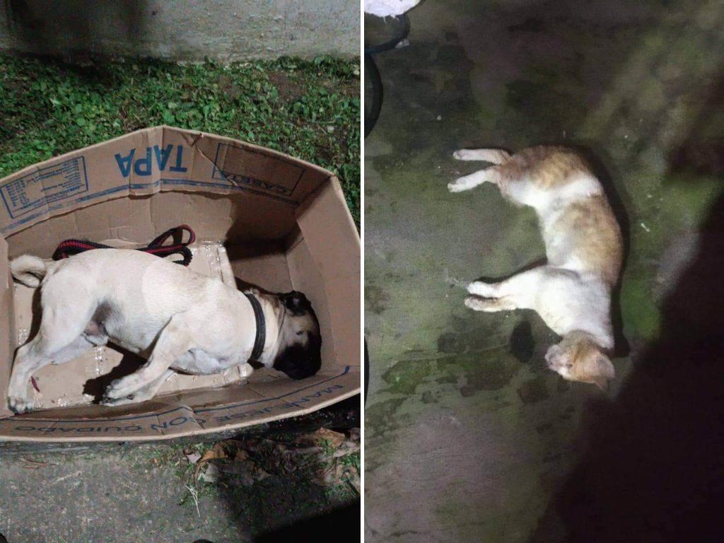 Preocupa en Nanchital asesino de mascotas; los envenenan aunque estén en sus casas