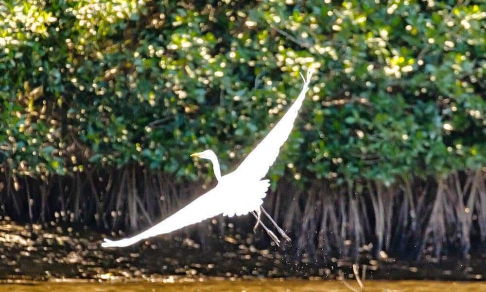 Especies animales que viven en manglares de Boca del Río, en peligro de desaparecer