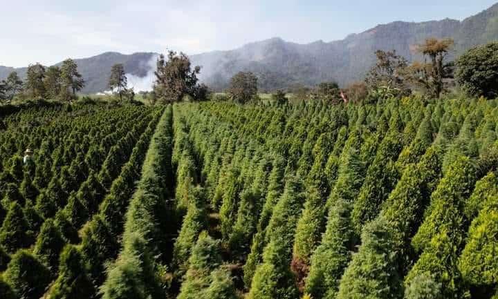 Arranca temporada de venta de pinos de Navidad en Atzacan