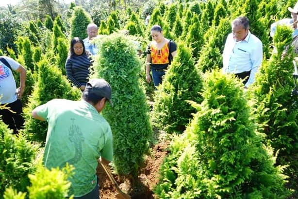 Arranca temporada de venta de pinos de Navidad en Atzacan