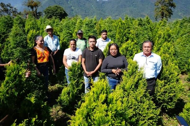 Arranca temporada de venta de pinos de Navidad en Atzacan