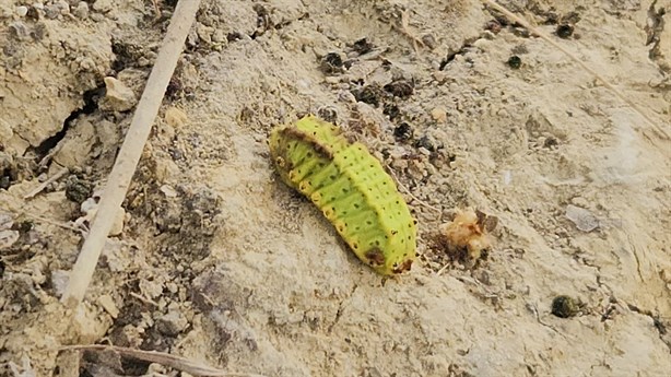 Larvas invaden árboles en escuelas de Poza Rica