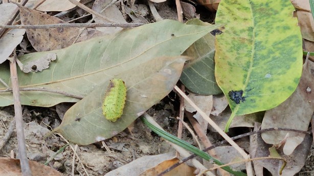 Larvas invaden árboles en escuelas de Poza Rica