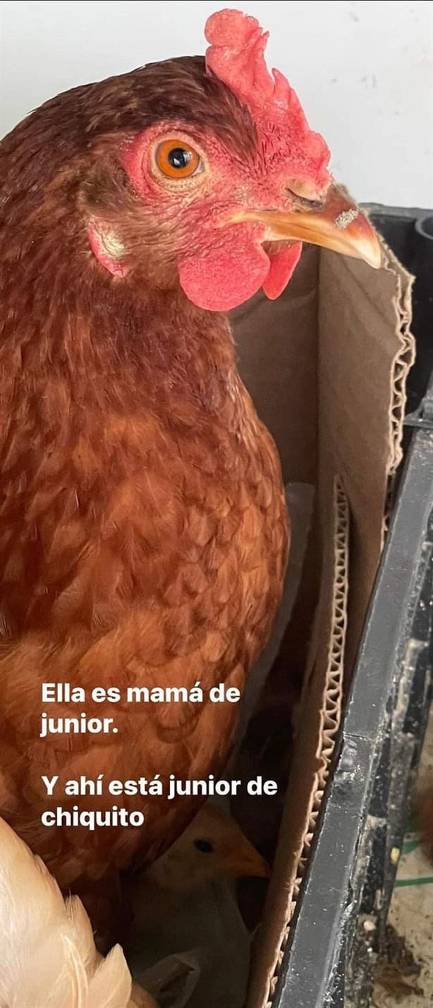 Piden apoyo para dar con Junior, un pollito que fue robado de la zona de palapas en Veracruz