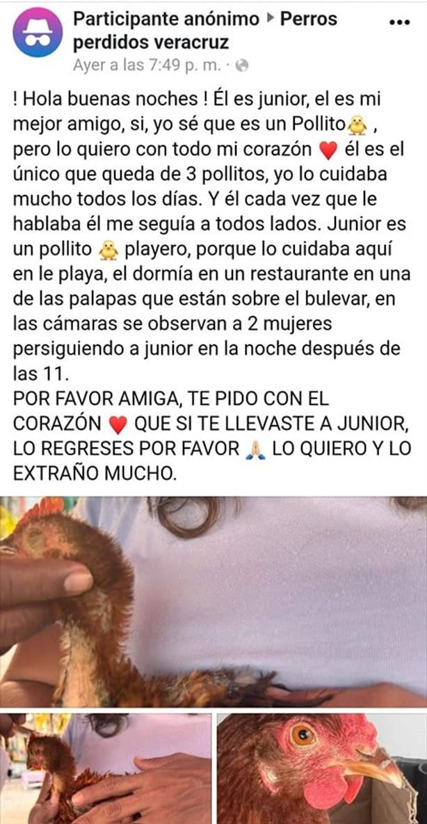 Piden apoyo para dar con Junior, un pollito que fue robado de la zona de palapas en Veracruz