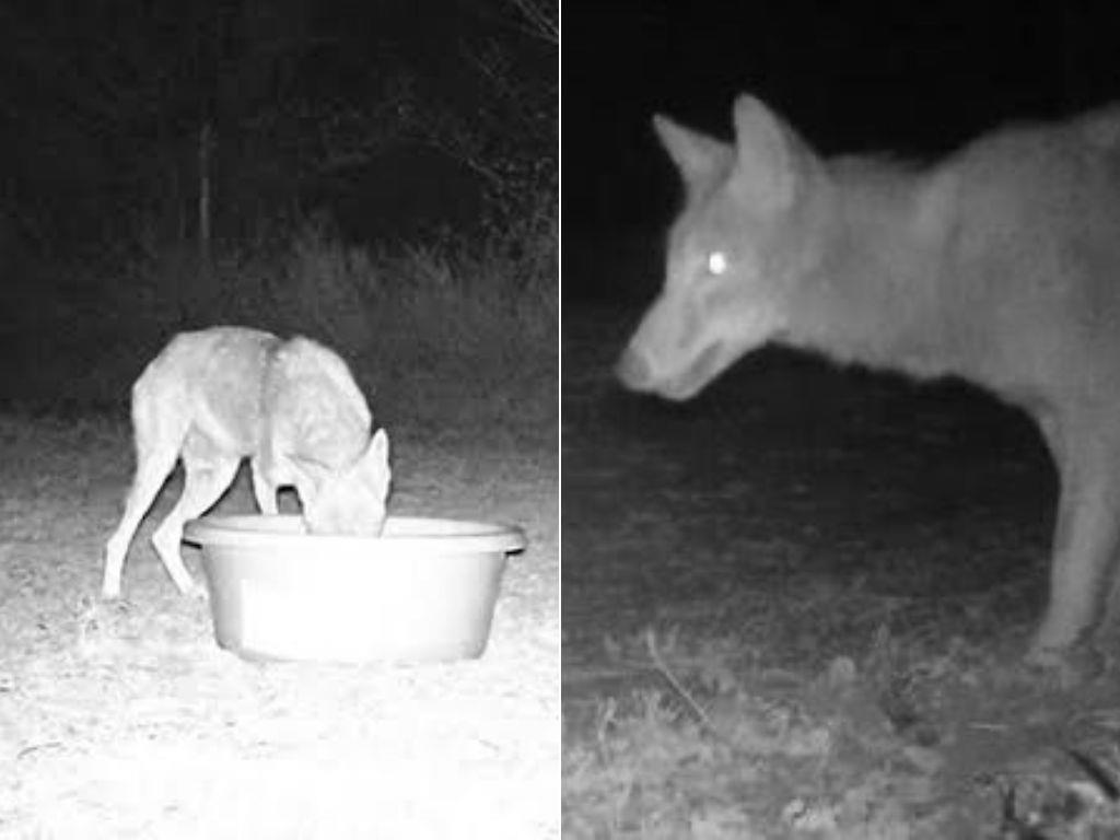 Merodean coyotes en carreteras de Moloacán; llaman a no cazarlos ni adoptarlos