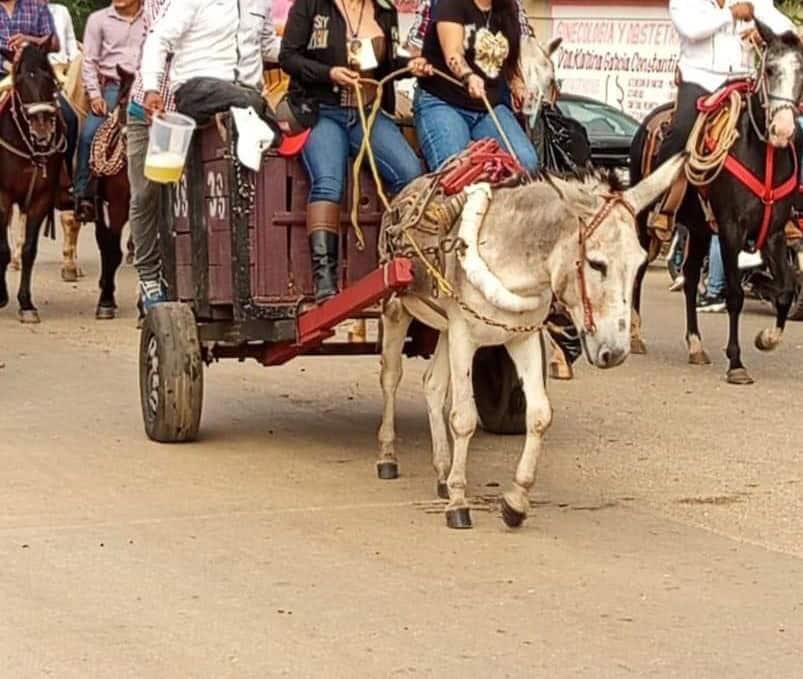 Desata polémica uso de burro con sobre carga en cabalgata de Acayucan 