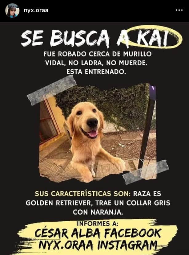 ¡Qué poca! Secuestran a Golden Retriever cerca de Murillo Vidal en Xalapa (+Video)