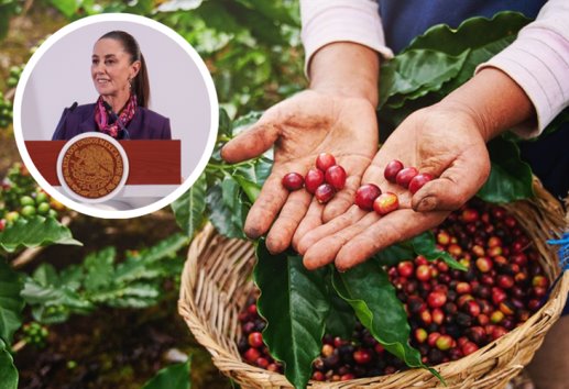Claudia Sheinbaum anuncia iniciativa para combatir el acaparamiento de café en Veracruz