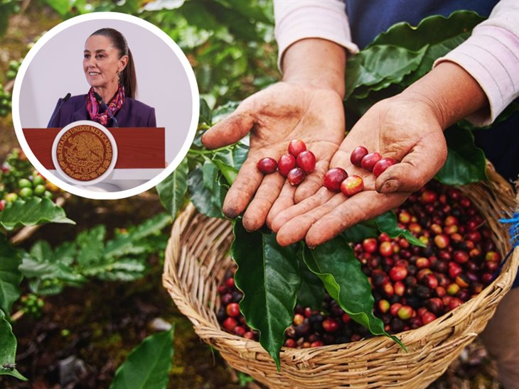 Claudia Sheinbaum anuncia iniciativa para combatir el acaparamiento de café en Veracruz