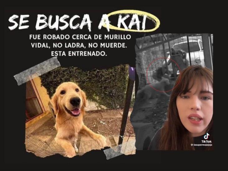 ¡Qué poca! Secuestran a Golden Retriever cerca de Murillo Vidal en Xalapa (+Video)