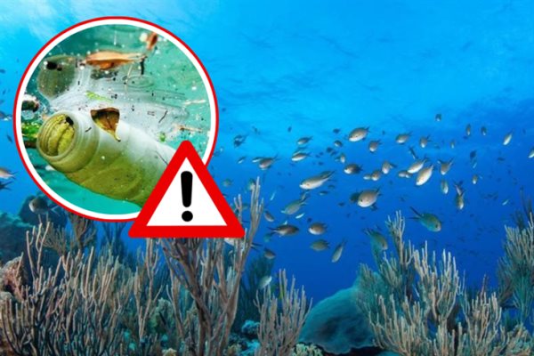 Peligra Sistema Arrecifal Lobos Tuxpan; es invadido por toneladas de desechos plásticos