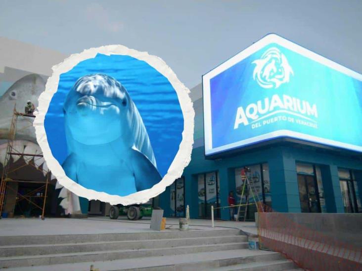 Vuelven los delfines al Aquarium de Veracruz