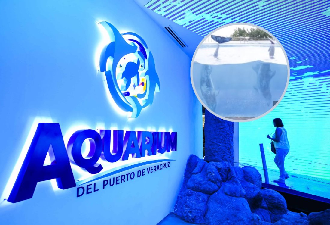 Llegan delfines al Aquarium de Veracruz | VIDEO