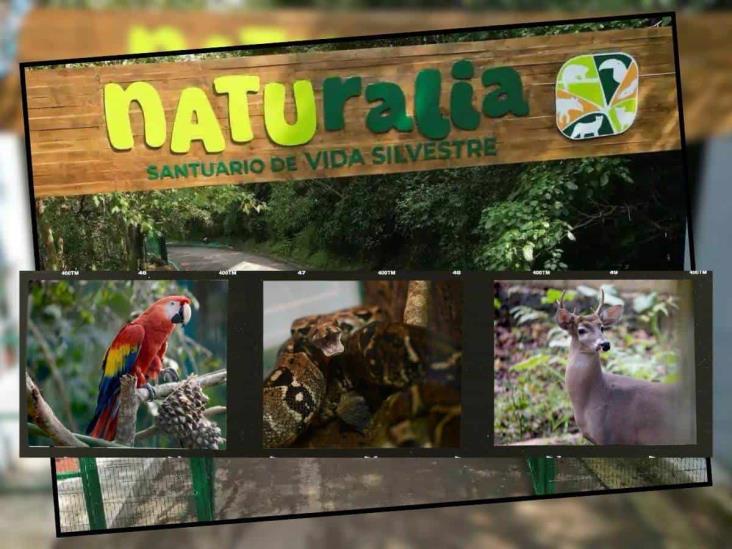 Parque Naturalia Xalapa ya alberga algunos animales; ¿cuándo abrirá al público?