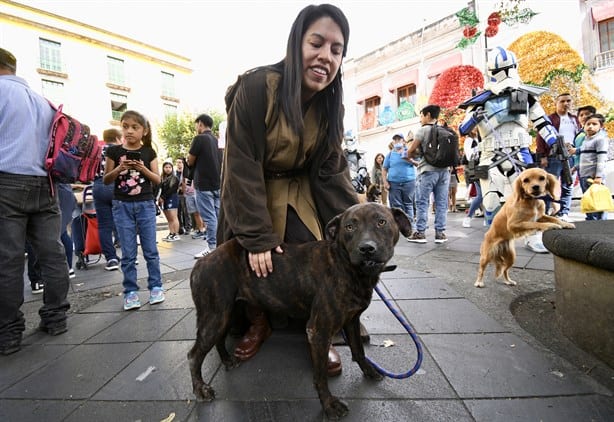 ¡Ternuritas! Albergue Ada Azul realiza pasarela de mascotas en Xalapa