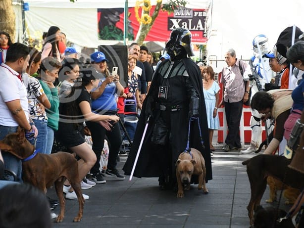 ¡Ternuritas! Albergue Ada Azul realiza pasarela de mascotas en Xalapa