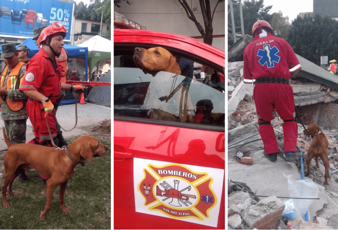 Muere Titán, perro que rescató a 26 personas con vida en el terremoto del 2017 en México