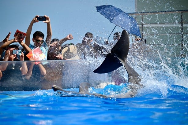 Reinauguran el Acuario de Veracruz con la llegada de delfines y lobos marinos | VIDEO