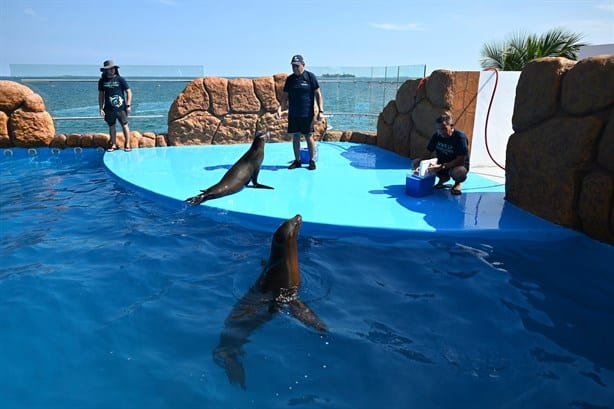 Reinauguran el Acuario de Veracruz con la llegada de delfines y lobos marinos | VIDEO