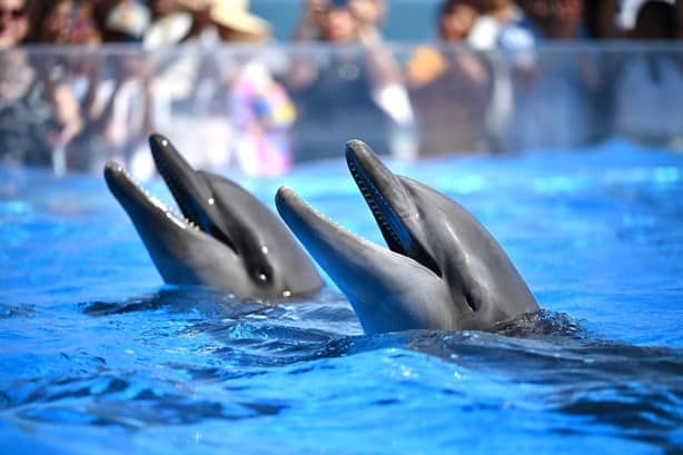 Reinauguran el Acuario de Veracruz con la llegada de delfines y lobos marinos | VIDEO