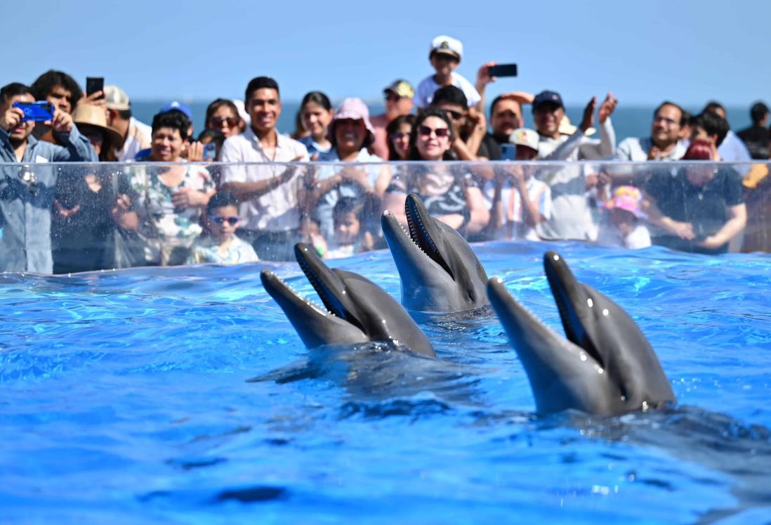 Reinauguran el Acuario de Veracruz con la llegada de delfines y lobos marinos | VIDEO