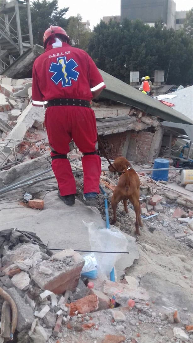 Muere Titán, perro que rescató a 26 personas con vida en el terremoto del 2017 en México