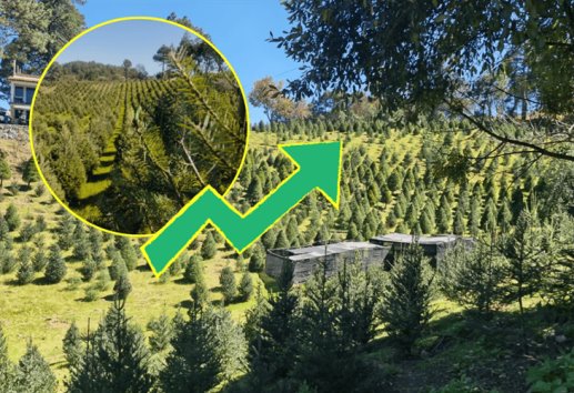 ¡Todo listo! inicia temporada alta de corte y venta de pinos en Las Vigas