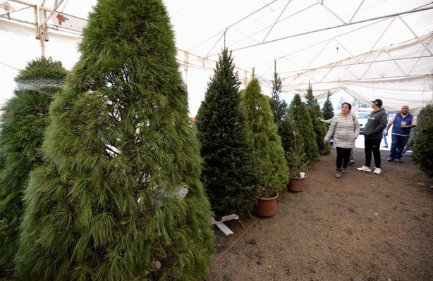 3 lugares donde comprar árboles de navidad naturales en Veracruz