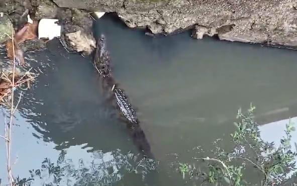 Vecinos de la colonia Chapala piden ayuda urgente por presencia de cocodrilos en el arroyo Acotope