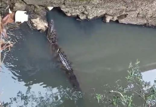 Vecinos de la colonia Chapala piden ayuda urgente por presencia de cocodrilos en el arroyo Acotope