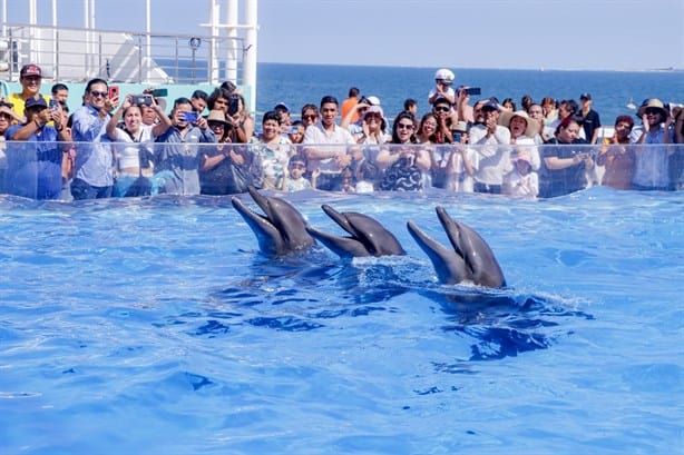 Aquarium de Veracruz: Cuánto dura el recorrido y qué especies ver