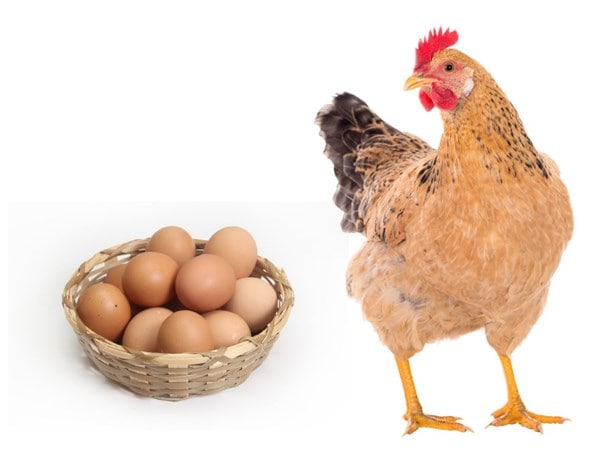 ¿Fue primero el huevo o la gallina?; la ciencia ya lo habría resuelto