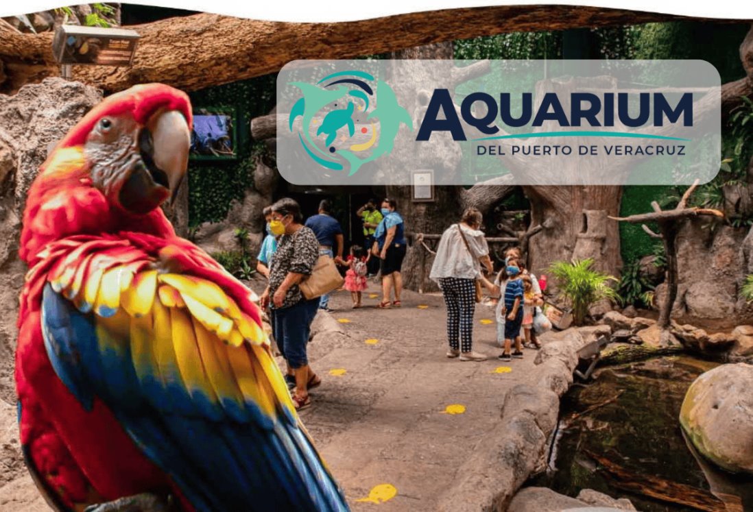 Aquarium de Veracruz: ¿Cuáles son las aves que se pueden ver en este lugar?