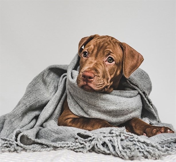 ¿Cómo proteger a los perros de los frentes fríos y sus efectos? 