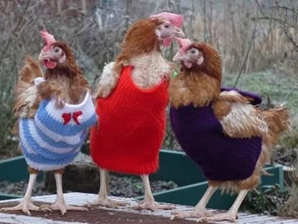 ¿Las gallinas son propensas a enfermar por el frío? Esto revela estudio