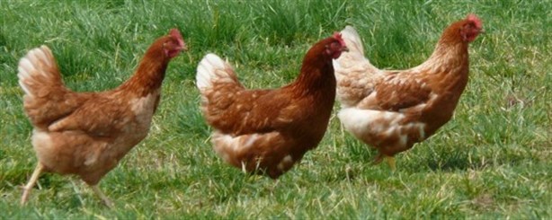 ¿Las gallinas son propensas a enfermar por el frío? Esto revela estudio