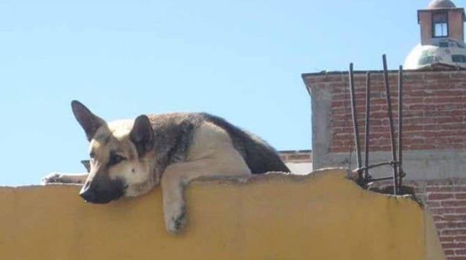 Personas que tengan mascotas en azotea podrán terminar en la cárcel