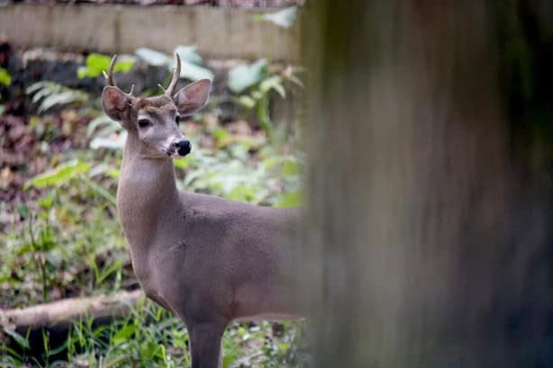 ¡Por fin! Este domingo abre sus puertas Naturalia en Xalapa