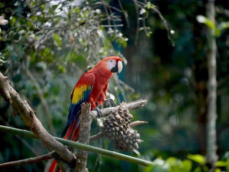 ¡Por fin! Este domingo abre sus puertas Naturalia en Xalapa